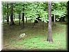 house-11539-gelding-48.jpg