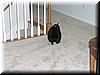 house-9828-edwards-place-29.jpg